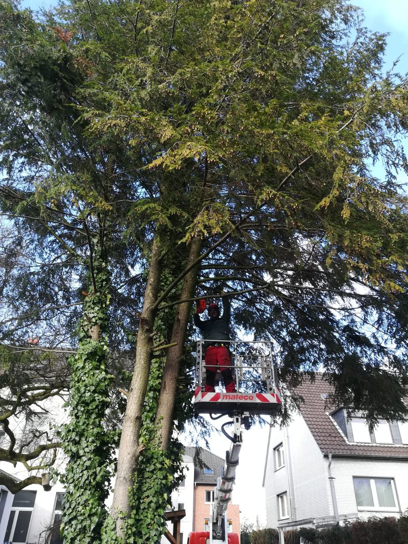 Professionelle Baumpflege in Essen und Umgebung